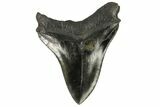 Serrated, Fossil Megalodon Tooth - South Carolina #168941-2
